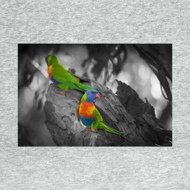 Rainbow Lorikeet_6324A by seadogprints